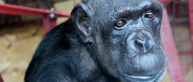 Chocolat has made herself at home at Monkey World (photo: Monkey World)